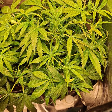 Grapefruit growlog timeline photo