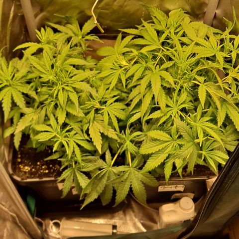 Grapefruit growlog timeline photo