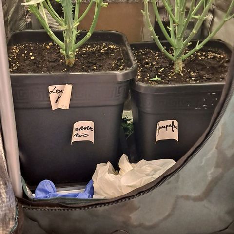 Grapefruit growlog timeline photo