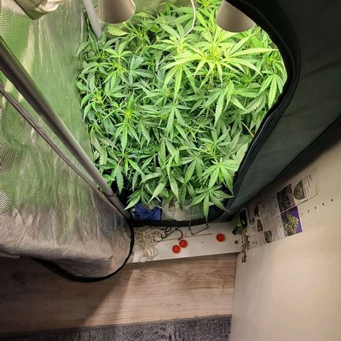 Grapefruit growlog timeline photo