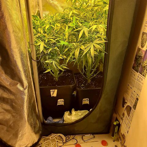 Grapefruit growlog timeline photo