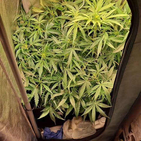 Grapefruit growlog timeline photo