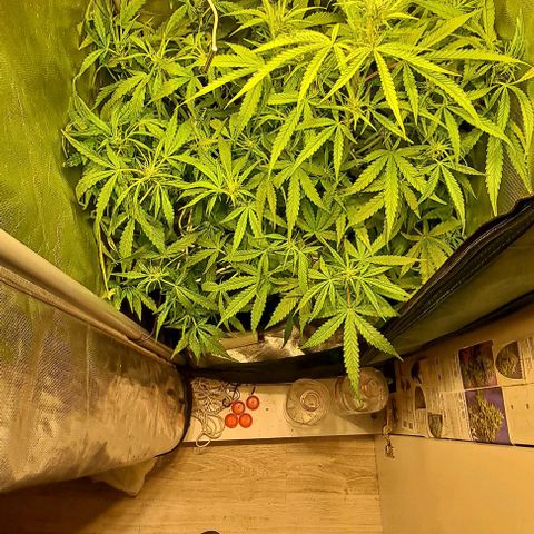 Grapefruit growlog timeline photo