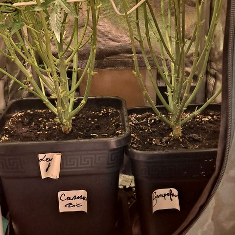 Grapefruit growlog timeline photo
