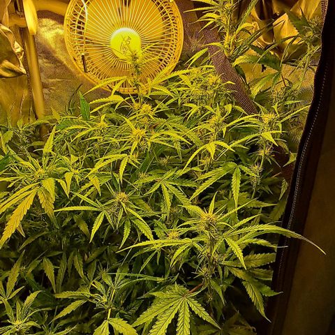 Grapefruit growlog timeline photo