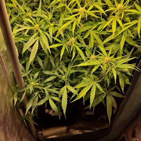 Grapefruit growlog timeline photo
