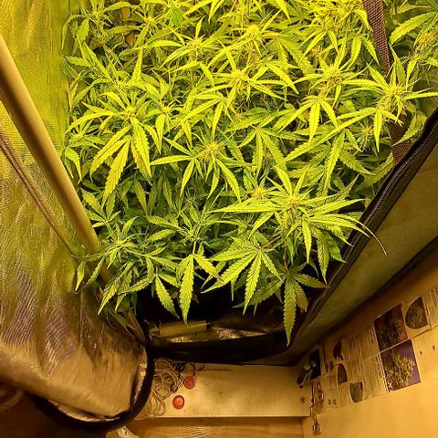 Grapefruit growlog timeline photo
