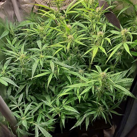Grapefruit growlog timeline photo