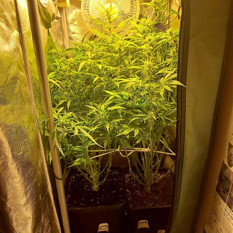 Grapefruit growlog timeline photo