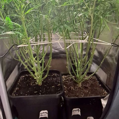Grapefruit growlog timeline photo