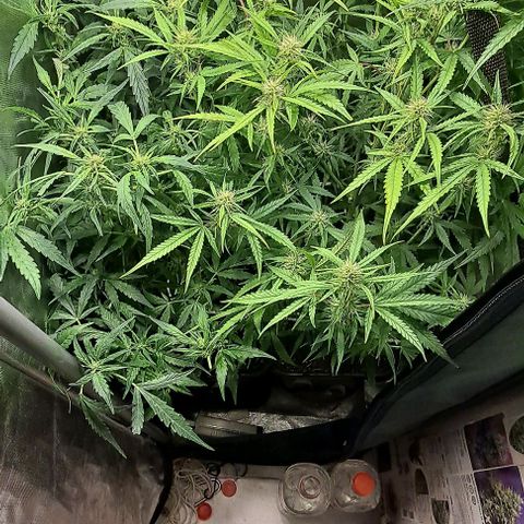 Grapefruit growlog timeline photo