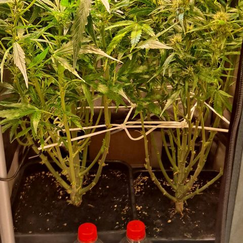 Grapefruit growlog timeline photo