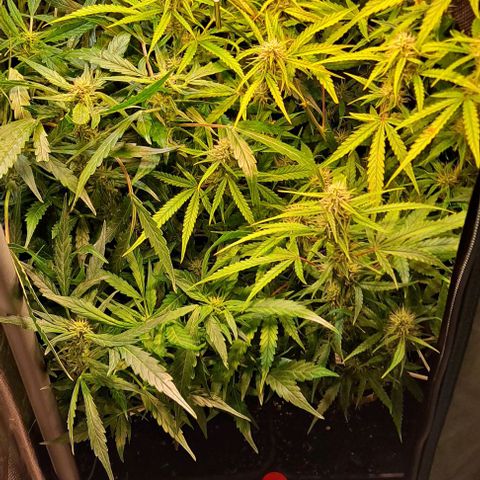Grapefruit growlog timeline photo