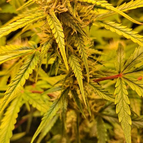 Grapefruit growlog timeline photo