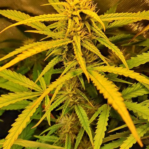 Grapefruit growlog timeline photo