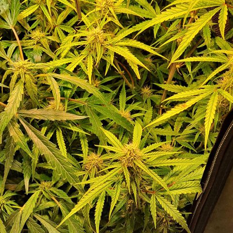 Grapefruit growlog timeline photo