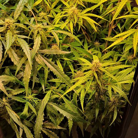Grapefruit growlog timeline photo