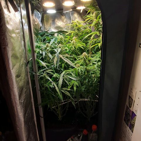 Grapefruit growlog timeline photo