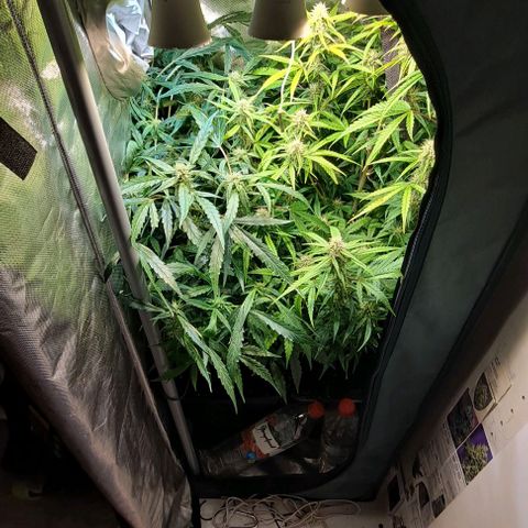 Grapefruit growlog timeline photo