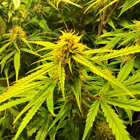 Grapefruit growlog timeline photo
