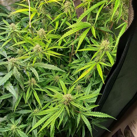 Grapefruit growlog timeline photo
