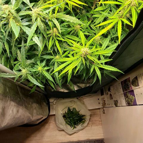 Grapefruit growlog timeline photo