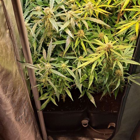 Grapefruit growlog timeline photo