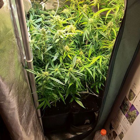 Grapefruit growlog timeline photo