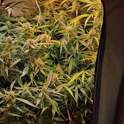 Grapefruit growlog timeline photo