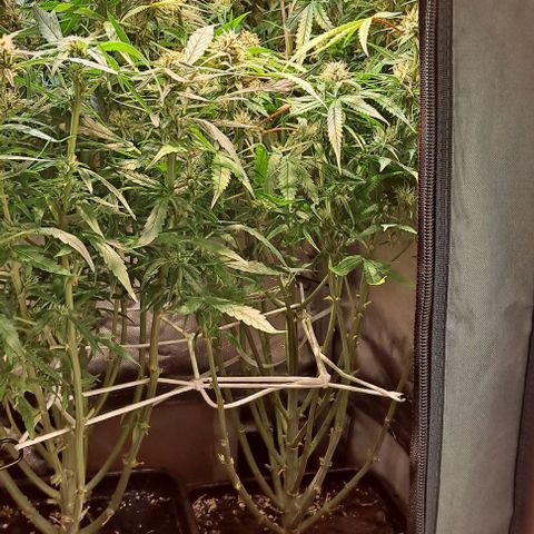 Grapefruit growlog timeline photo