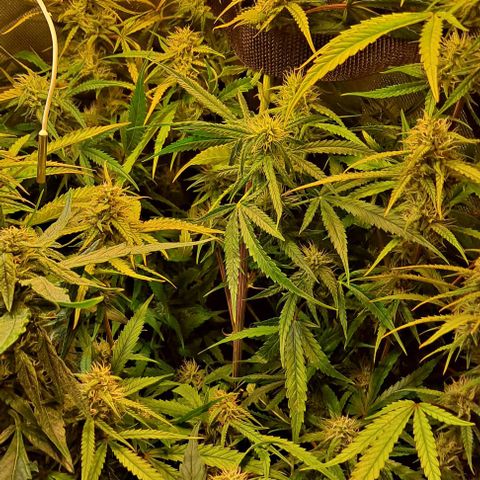 Grapefruit growlog timeline photo
