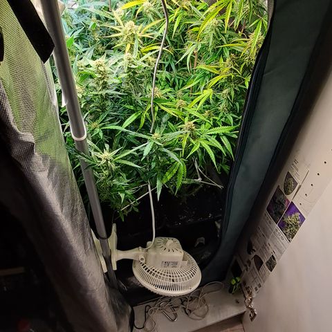 Grapefruit growlog timeline photo