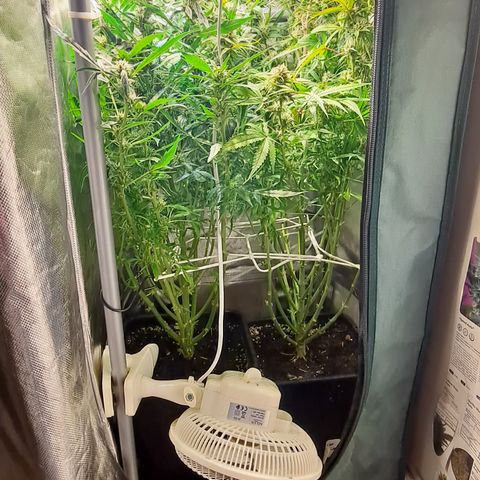 Grapefruit growlog timeline photo