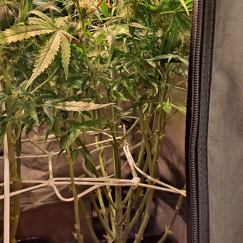 Grapefruit growlog timeline photo