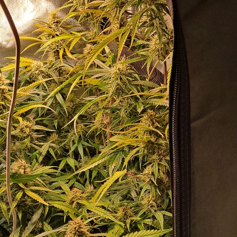 Grapefruit growlog timeline photo
