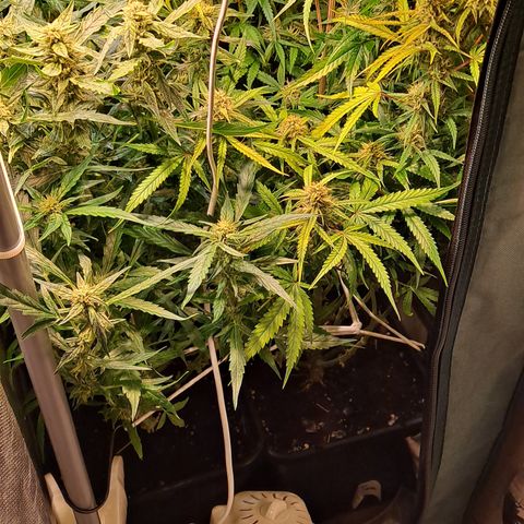 Grapefruit growlog timeline photo