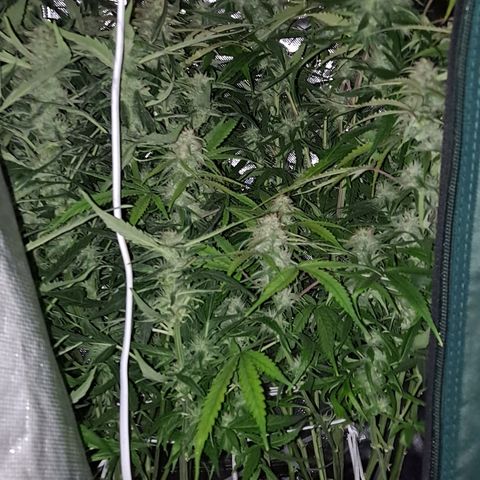 Grapefruit growlog timeline photo
