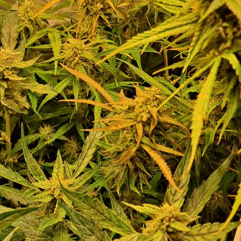 Grapefruit growlog timeline photo