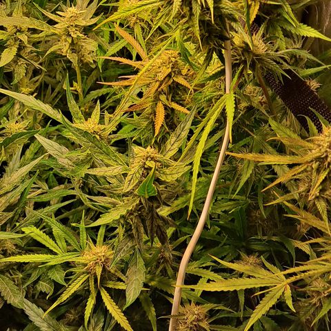 Grapefruit growlog timeline photo