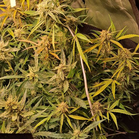 Grapefruit growlog timeline photo
