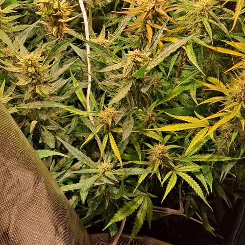 Grapefruit growlog timeline photo