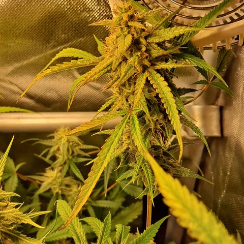 Grapefruit growlog timeline photo