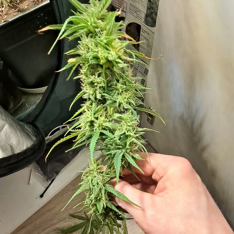 Grapefruit growlog timeline photo