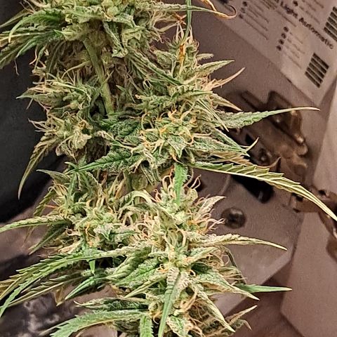 Grapefruit growlog timeline photo