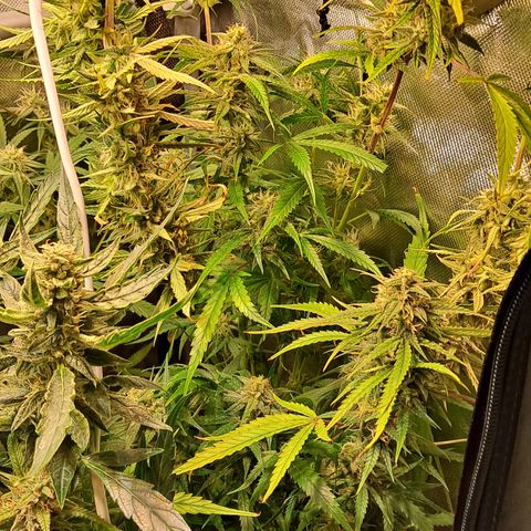 Grapefruit growlog timeline photo