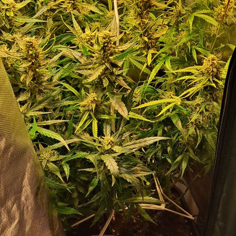 Grapefruit growlog timeline photo