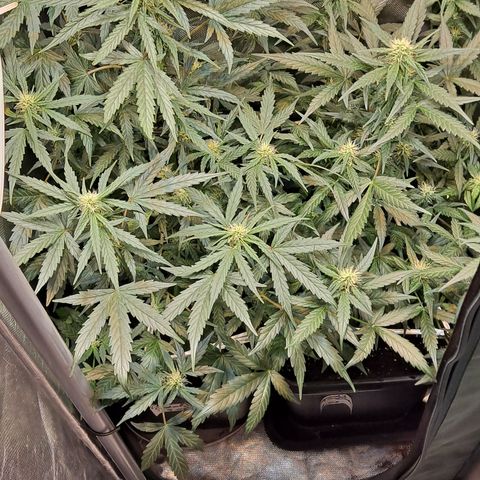 Auto Cheese Cake growlog timeline photo