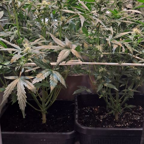 Auto Cheese Cake growlog timeline photo