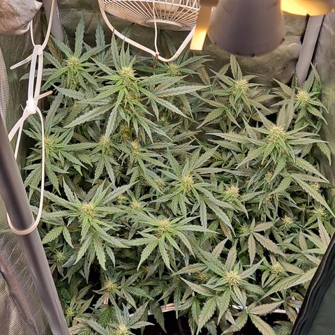 +Speed Auto growlog timeline photo