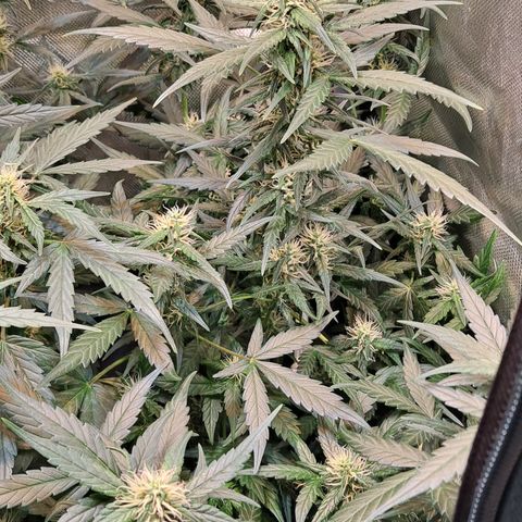 +Speed Auto growlog timeline photo